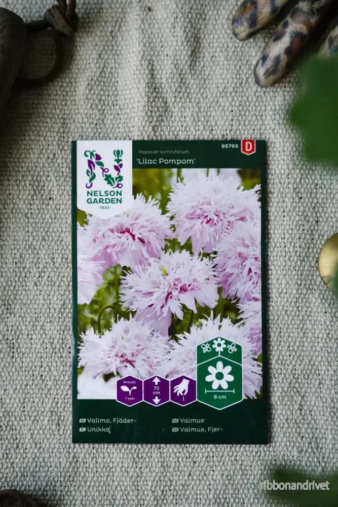 Fjädervallmo ’Lilac Pompom’ Fjädervallmo ’Lilac Pompom’