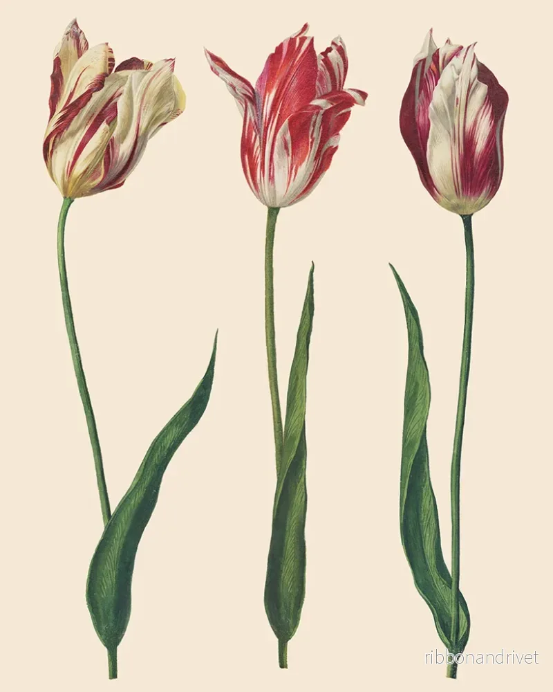 Holländska tulpaner - RHS Decoupage Dutch Tulips - Bild 2