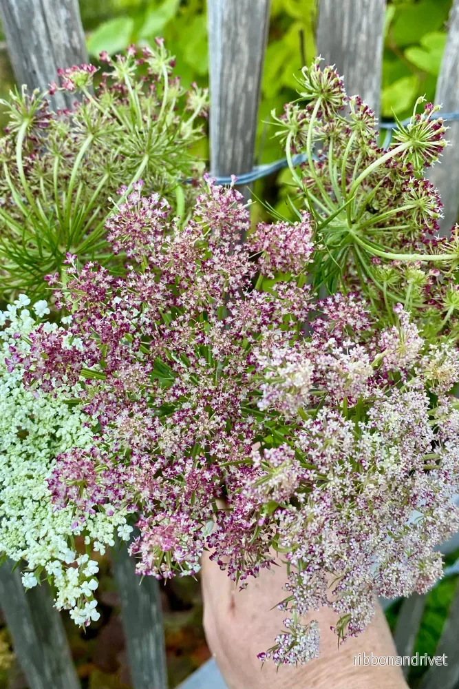 Blomstermorot 'Dara'