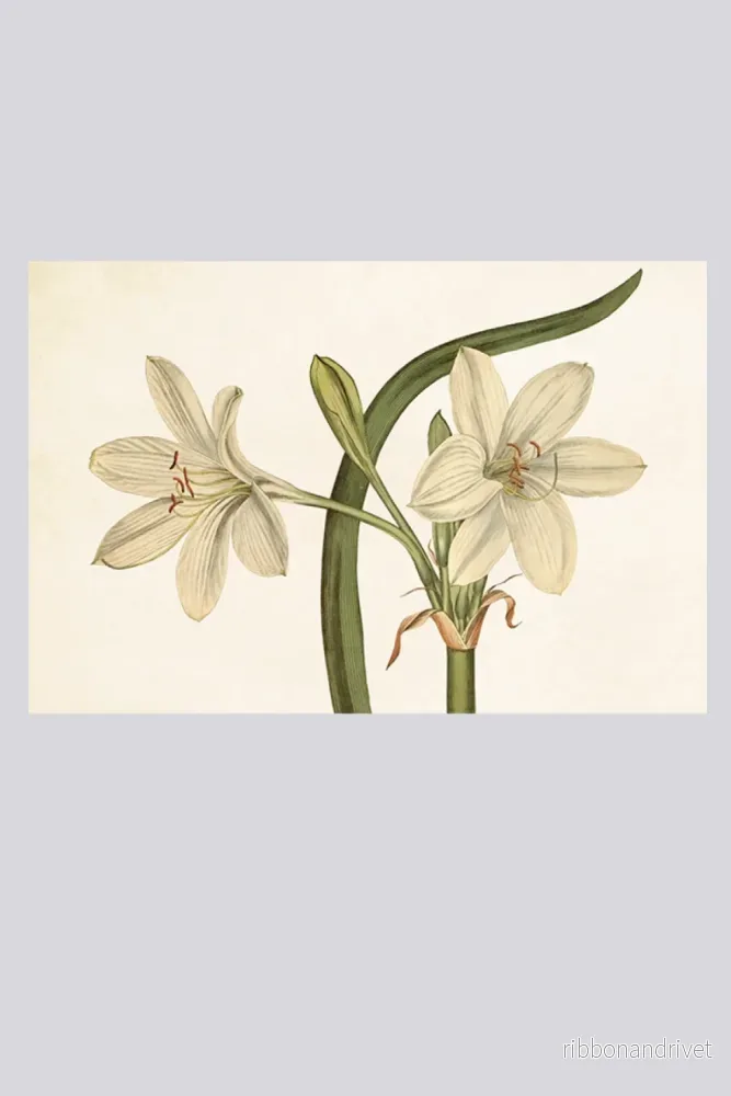 Botaniskt Vykort med Vit Amaryllis Botaniskt Vykort med Vit Amaryllis
