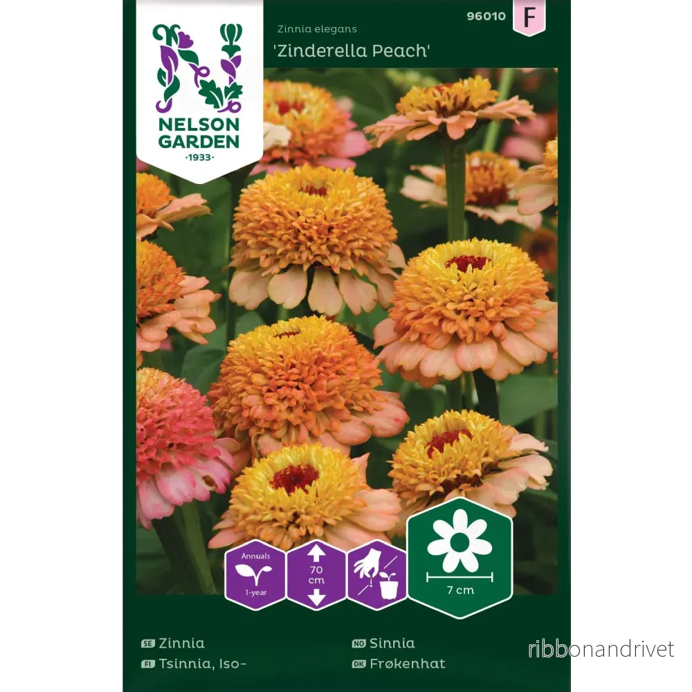 Zinnia Zinderella Peach - Bild 2