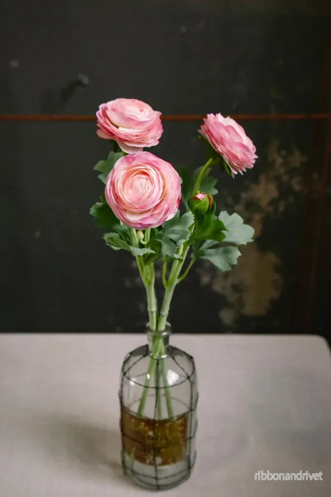 Ljusrosa ranunkel