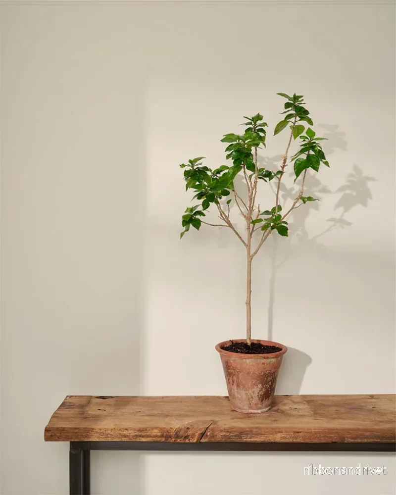 Original Wall Paint - Bild 3