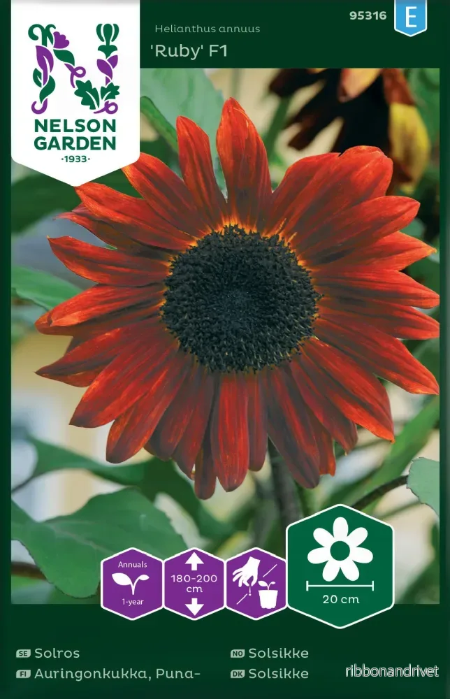 Solros Ruby F1, hög