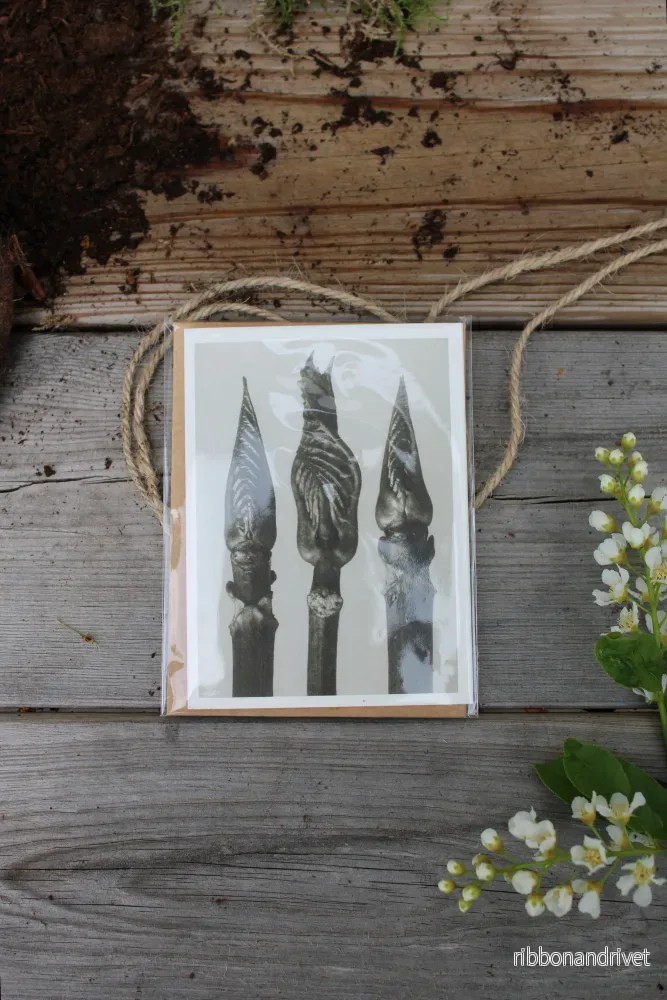 Dubbla kort med motiv av Karl Blossfeldt – Hydrangea Dubbla kort med motiv av Karl Blossfeldt – Hydrangea