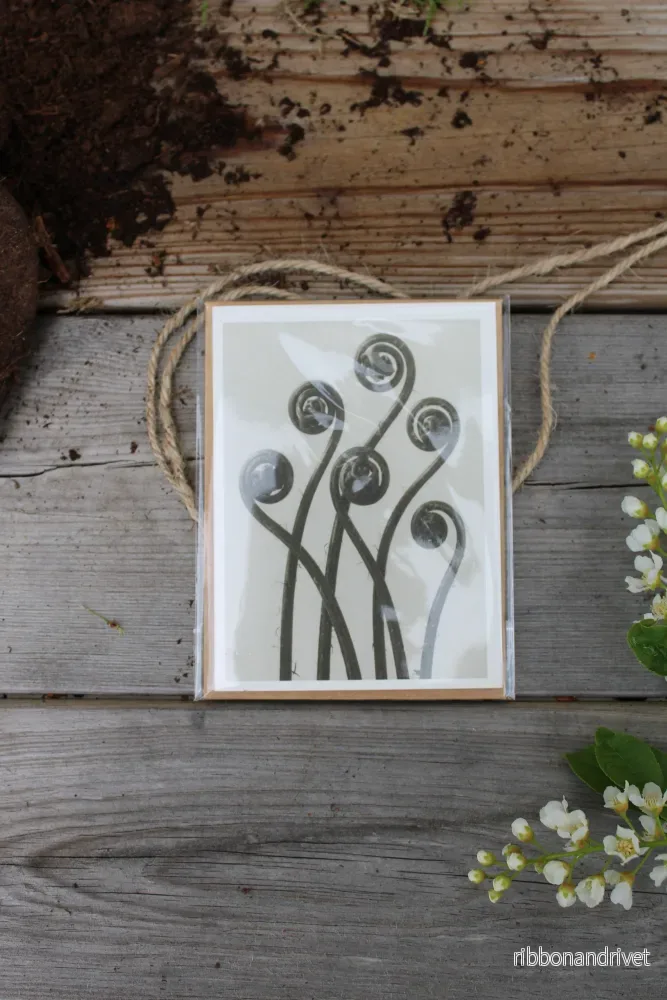 Dubbla kort med motiv av Karl Blossfeldt - Adiantum