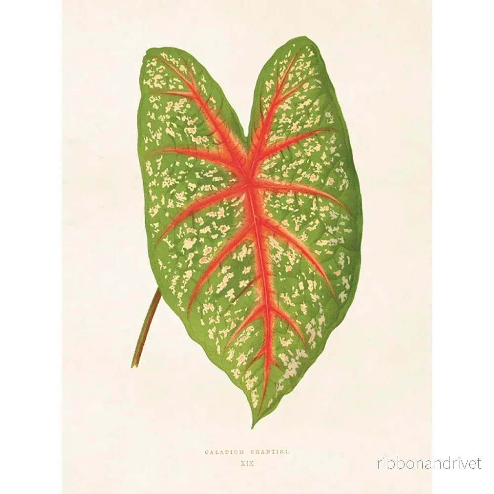 Botanisk poster, Cladium Chantini - Bild 3