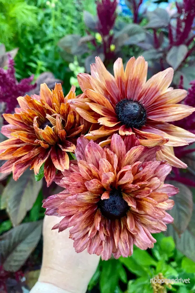 Sommarrudbeckia Sahara Sommarrudbeckia Sahara