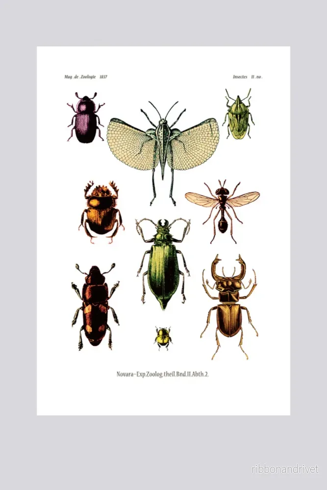 Dubbelt kort med kuvert – insektsmotiv Dubbelt kort med kuvert – insektsmotiv