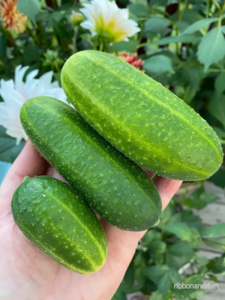 Frilandsgurka Profi F1 Frilandsgurka Profi F1
