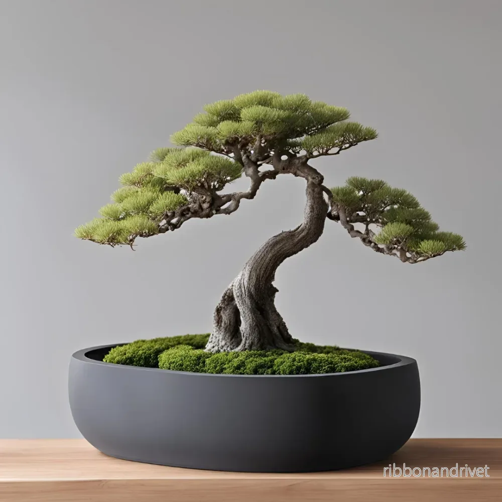 Rund kruka med dränering för bonsaiträd