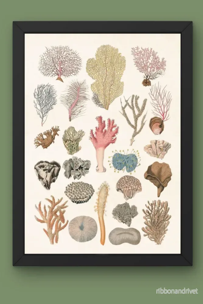 Botanisk poster, Koraller - Bild 2