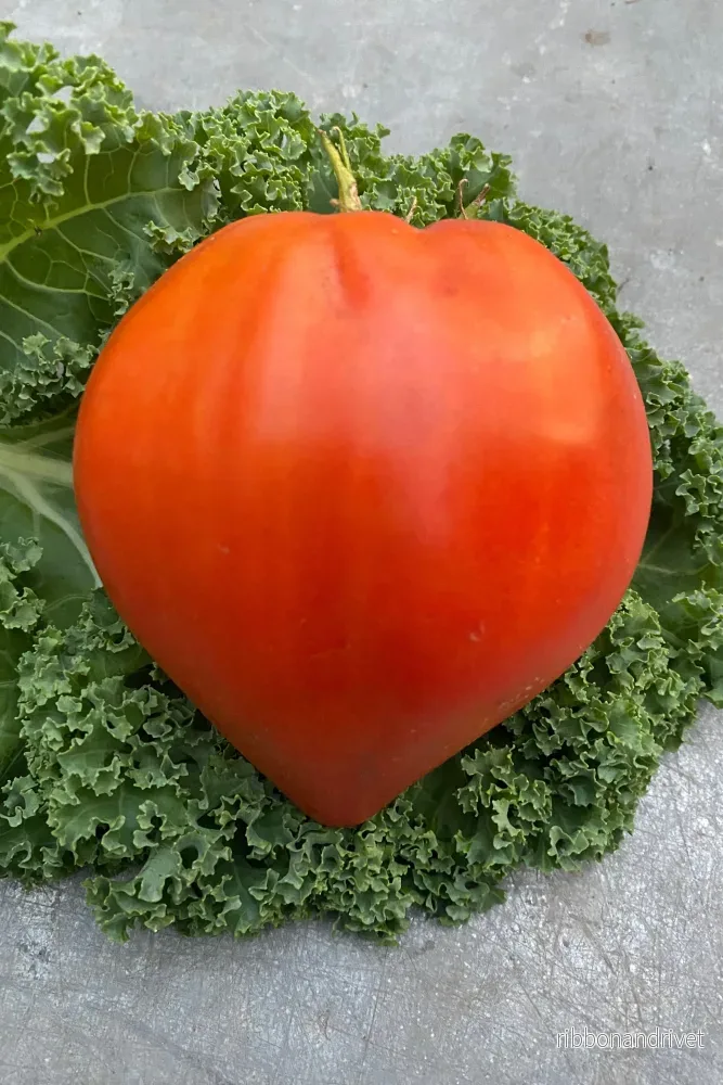 Oxhearttomat, Coeur de Boeuf Oxhearttomat, Coeur de Boeuf