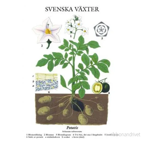 Nytryck – skolaffisch med potatis