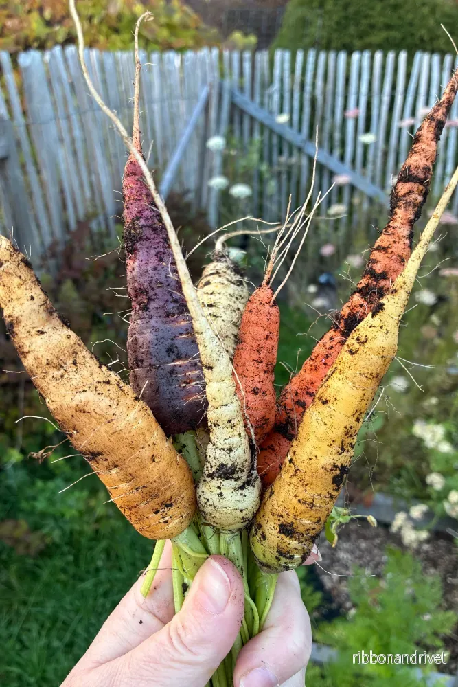 Sommarmorot Harlequin Mix F1