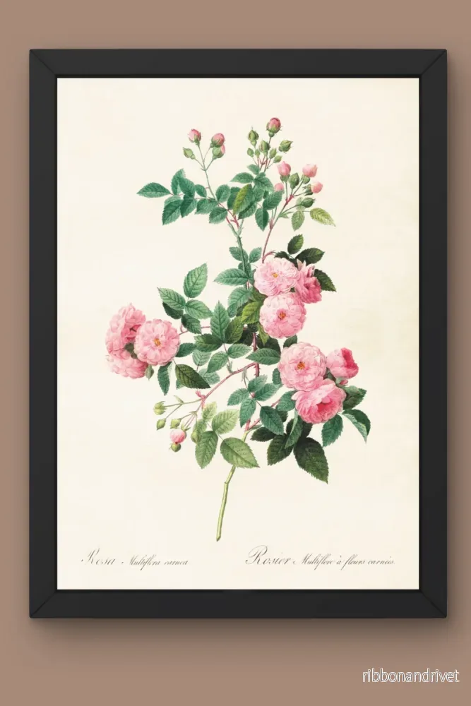 Poster med Rosa multiflora Poster med Rosa multiflora
