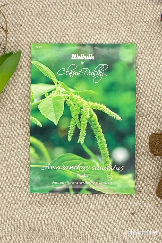 Amarant 'Viridis' - Bild 3