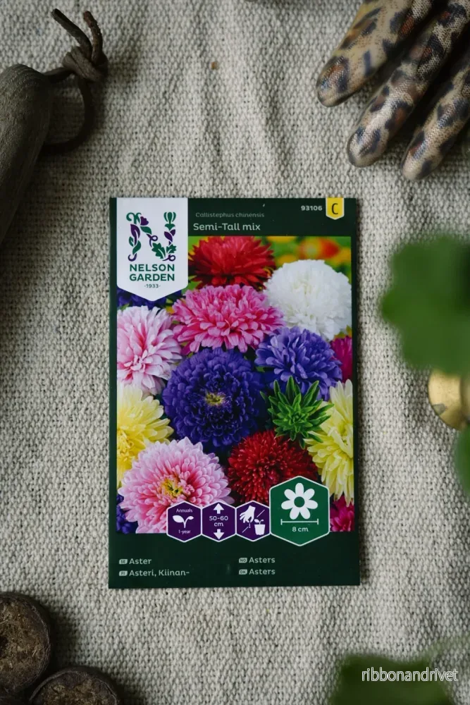 Dubbel aster i blandade färger Dubbel aster i blandade färger