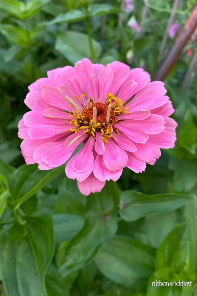 Zinnia Luminosa - Bild 3
